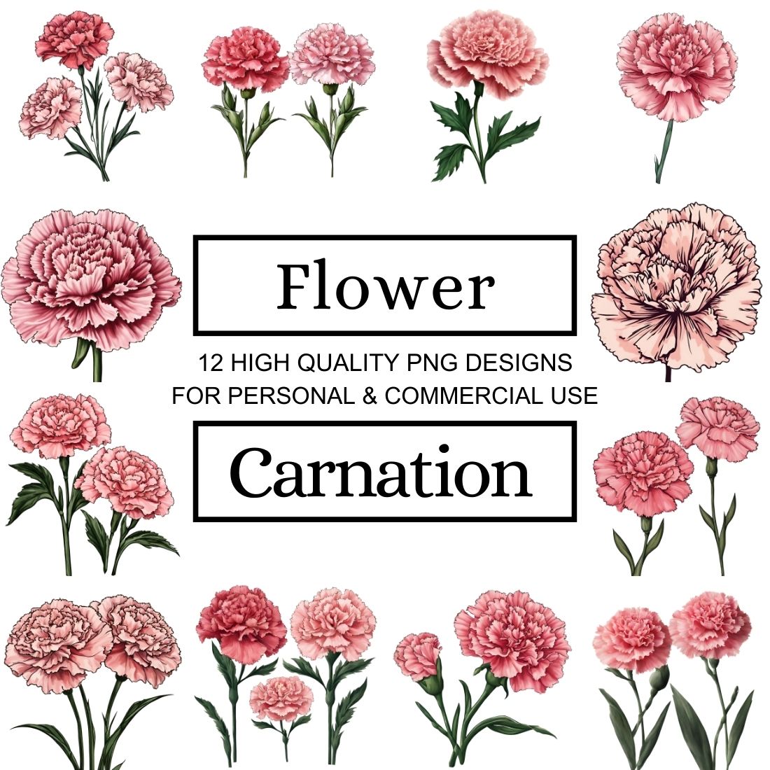 12 Stunning Carnation Flower Clipart